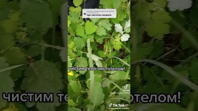 Зелёная здравница 22