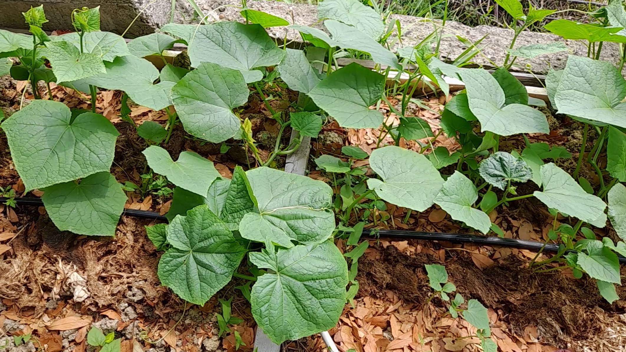 Оптимальные сроки когда можно сажать огурцы, кабачки и тыквы