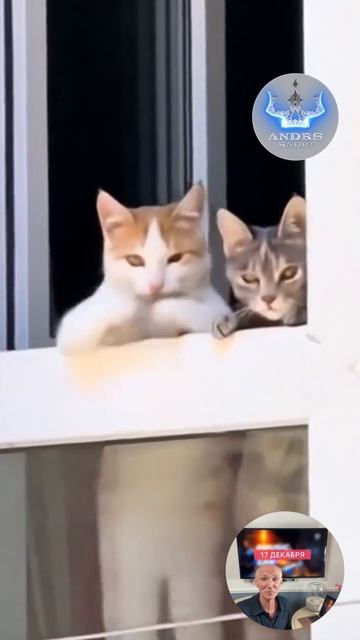Котоденс!