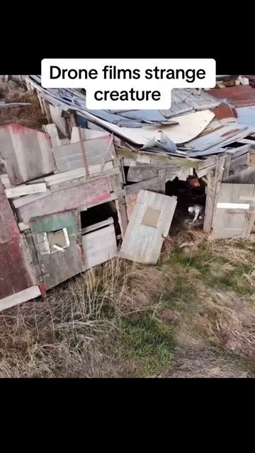 Американский блогер, исследующий заброшенные места с помощью дрона, обнаружил жуткое существо,