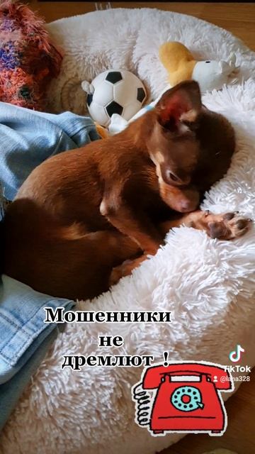 чихуа приколы. чихуахуа.