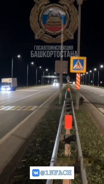 САМЫЙ ВОСПИТАННЫЙ КАБАН В МИРЕ 🐗