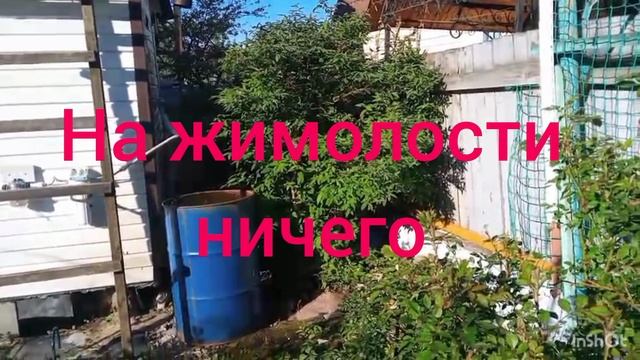 Пионы пошли