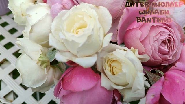 ОБРЕЗАЮ РОЗЫ НА БУКЕТЫ - это розам НЕ ВРЕДНО🤗🌹🌹🌹! С