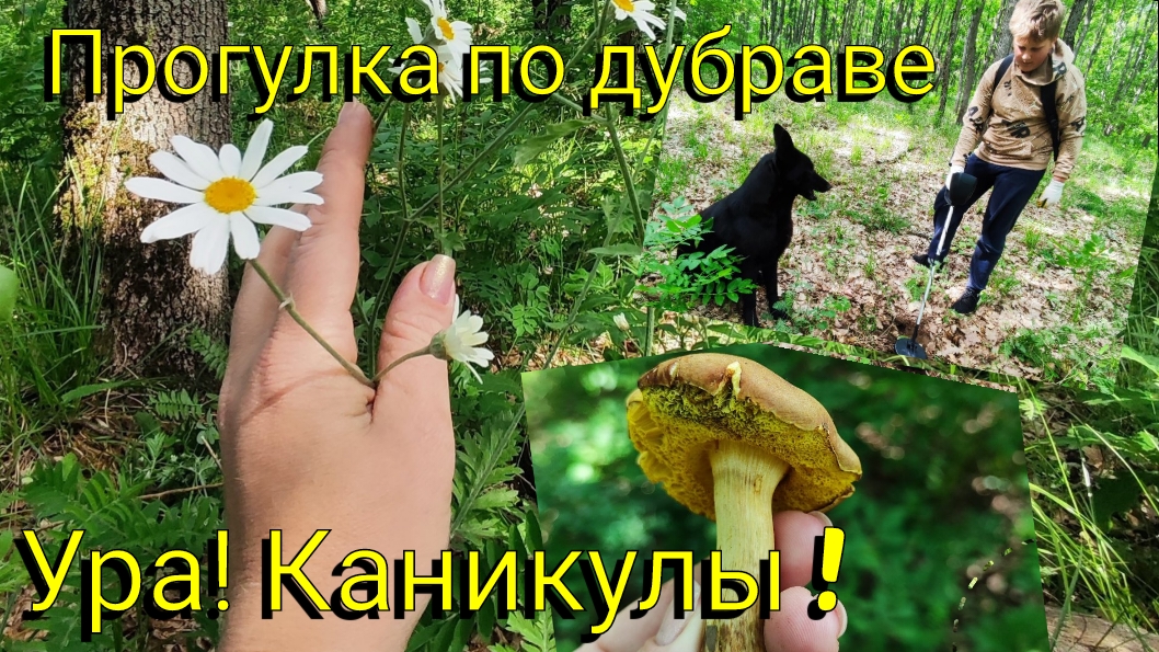 Ура! Каникулы 🪅 Для детей Медовый пух 🍯🍰 Прогулка по дубраве 🌳