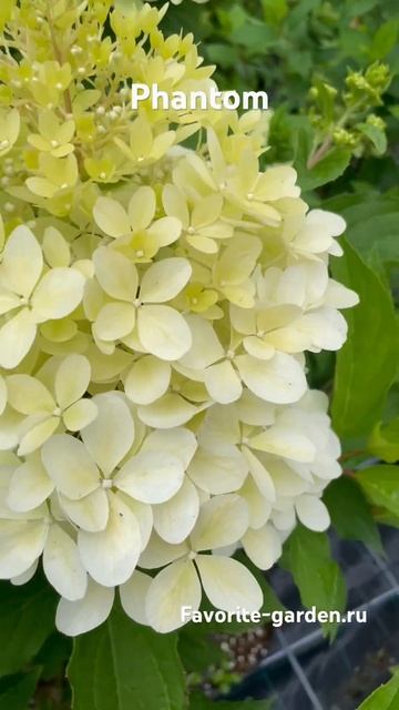 #phantom #гортензияметельчатая #гортензия #paniculata #hidrangea