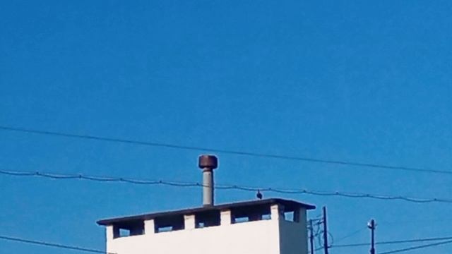 Наш дворик. Москва весна 2025 года 21 мая. Летели -летели и присели. 1000013588.mp4
