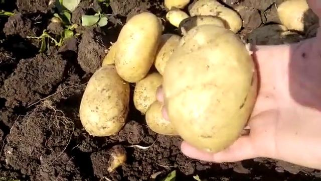 Картофель сорт Коломба, 5+, Краснодарский край