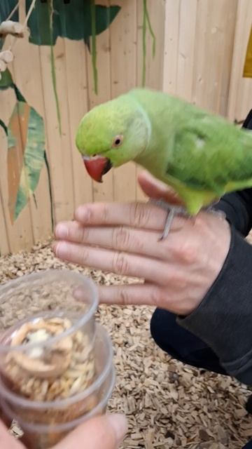 Хорошенькие ПОПУГАЙЧИКИ🦜❤️❤️🔥Таисия и папа в эфире ❤️