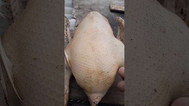 Жили у бабуси два веселых гуся!