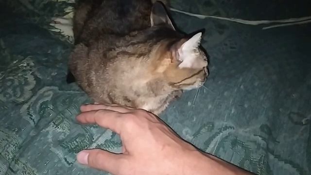 ЖАРЮ КАРТОШКУ ЖДУ БОЙ УСИК ДЖОШУА. МОИ ПОКУПКИ