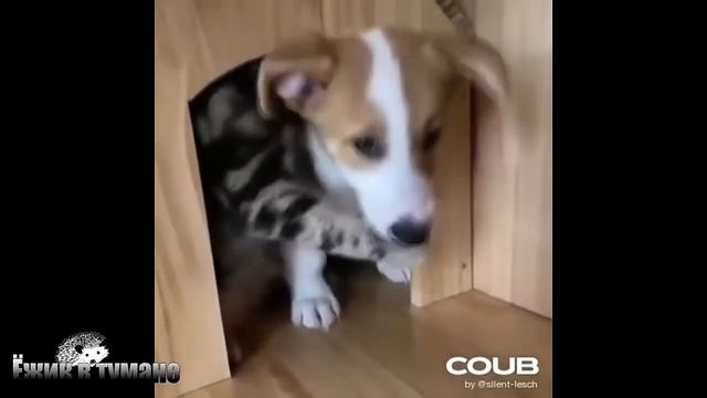 РЖАКА до Слез  BEST CUBE  Лучшие Видео из Инстаграм  BEST COUB  Видео Приколы Отборные ПРИКОЛЫ