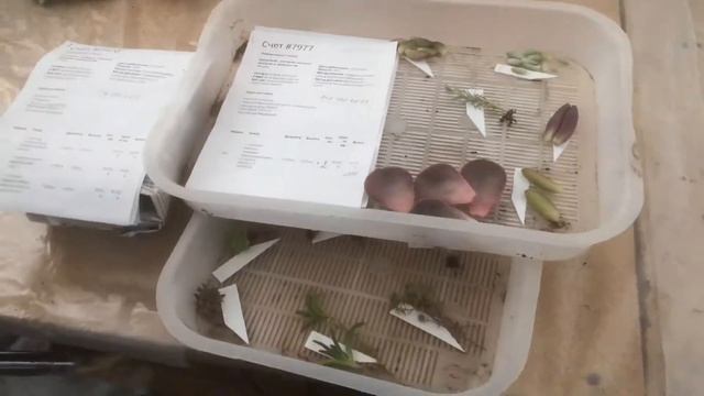 Что творится в теплицах с кактусами и суккулентами.