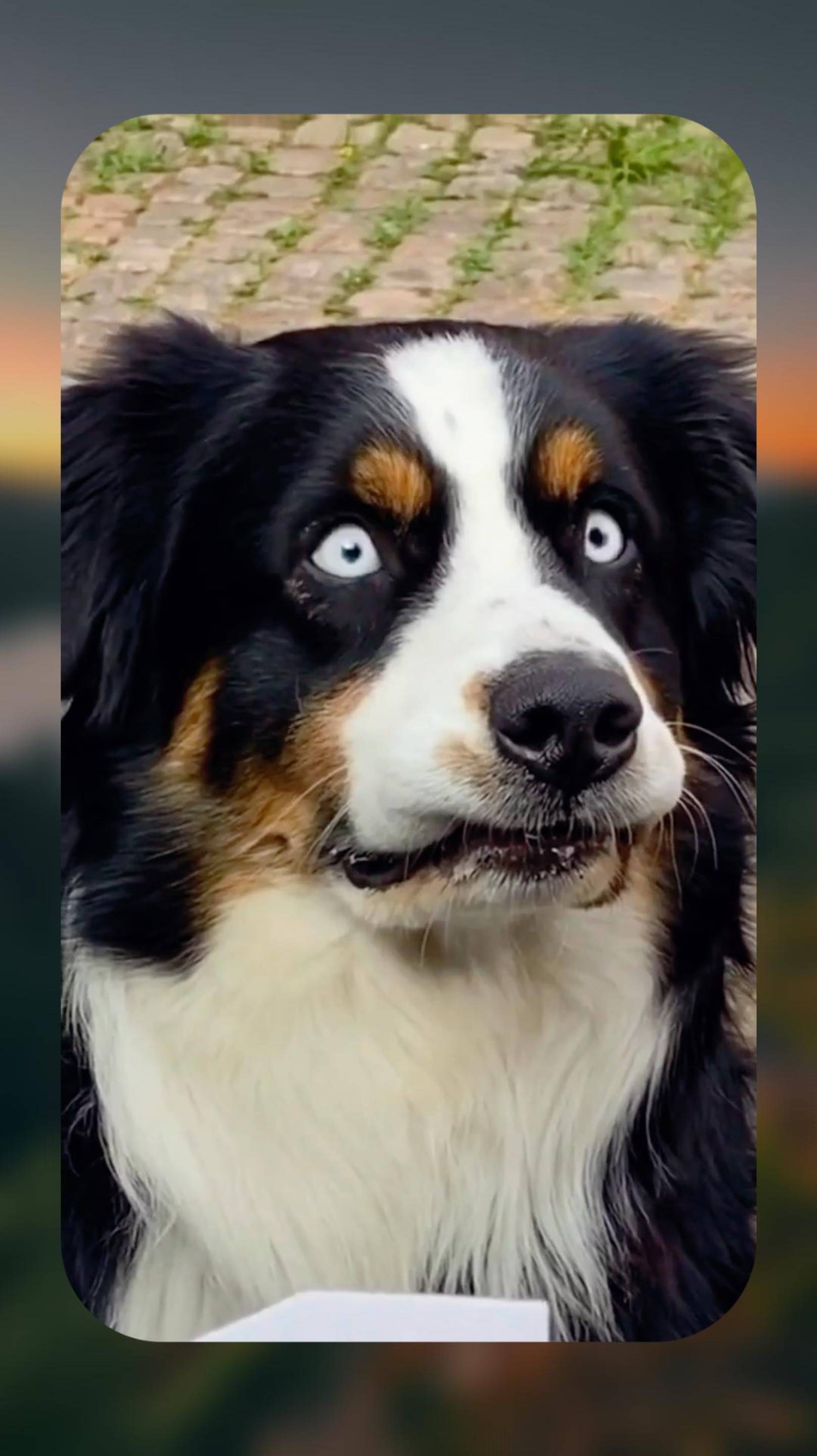 🐶 РИТМИЧНАЯ СОБАКА 😂 ВКУСНАЯ ПИЦЦА 🔥 #dog #funny #shorts