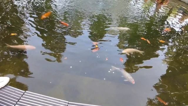 Смотрим рыбок в парке вместе с внучкой.