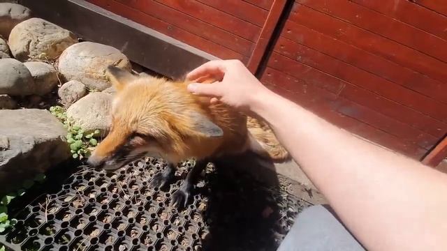 Алиса - лиса / Прикольные Моменты с Алисой ч. 63 / Alice the Fox