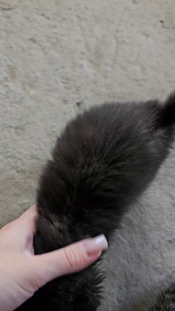 СРОЧНО, котятам нужен дом, подкинули на СТО на 23м.