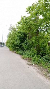 зелёный город