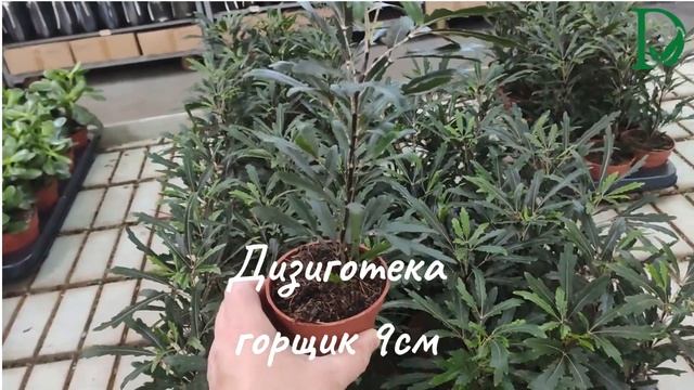 Дизиготека,  Schefflera elegantissima або Aralia elegantissima