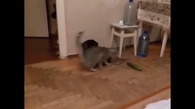САМОЕ СМЕШНОЕ ВИДЕО ПРО КОШЕК! КОТЫ И ОГУРЦЫ! ПОПРОБУЙ НЕ ЗАСМЕЯТЬСЯ! ЛУЧШИЕ ПРИКОЛЫ! КОТЫ
