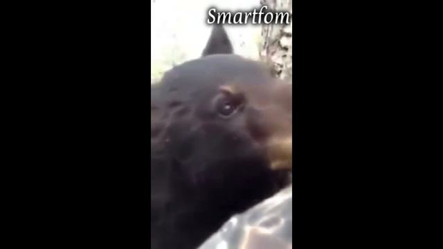 Охотник в засаде и медведь в гостях. The hunter and the bear in an ambush on the road.