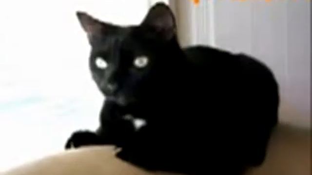 Реакция кота             прикол для кого то страшилка xD