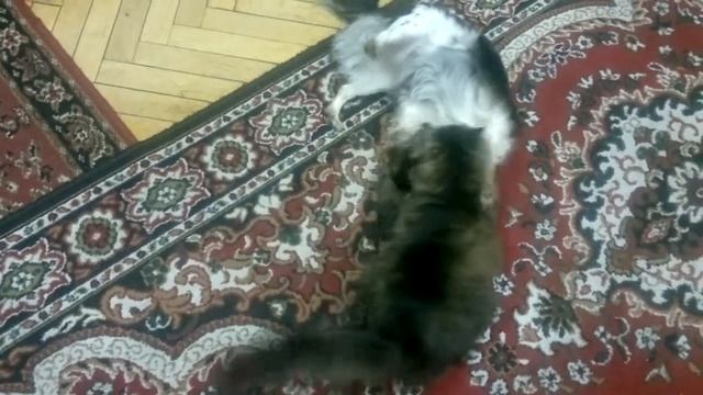 Кузя и Чапа позитив