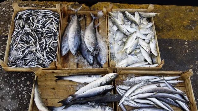 Россия заняла рекордную за пять лет долю в поставках рыбы в Китай.