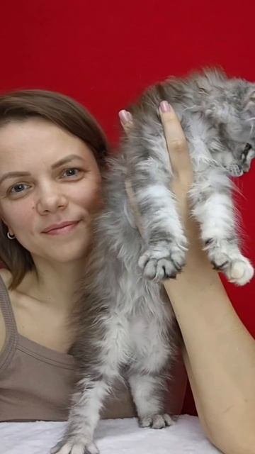 котёнок Мейн-кун Нарния