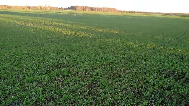 Поле озимой пшеницы на рассвете. Winter wheat field at the dawn.