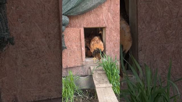 Кучинская юбилейная, первый раз выпускаю в выгул