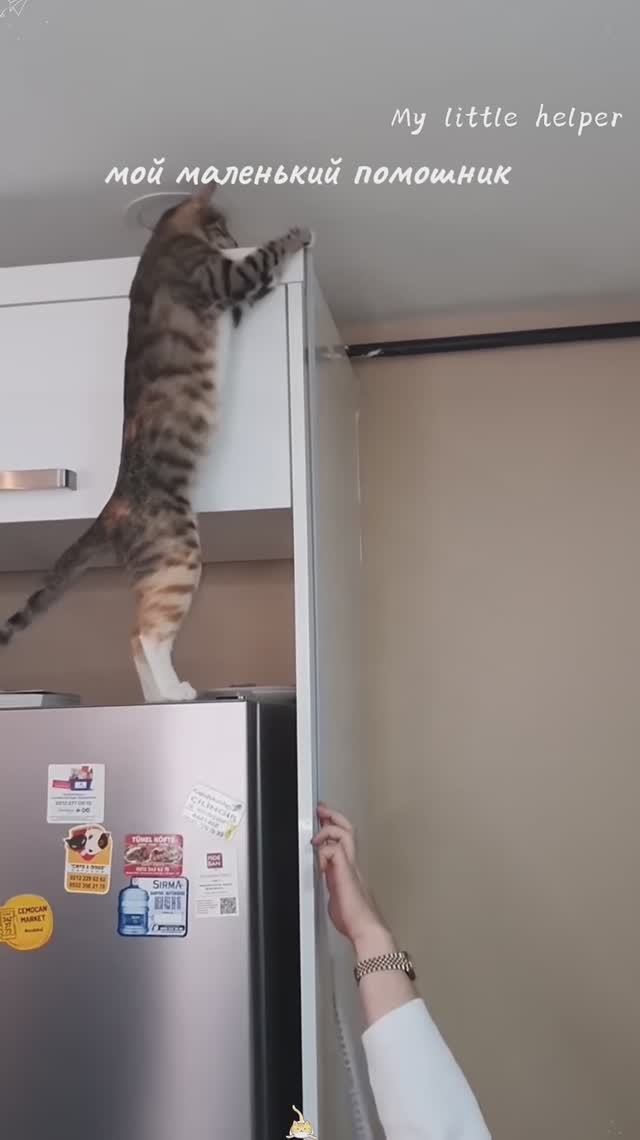 Котики лучшие помошники