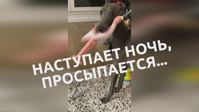 Наступает ночь, просыпается М...