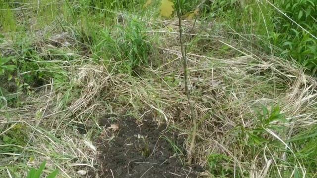 Будущий аптекарский огород