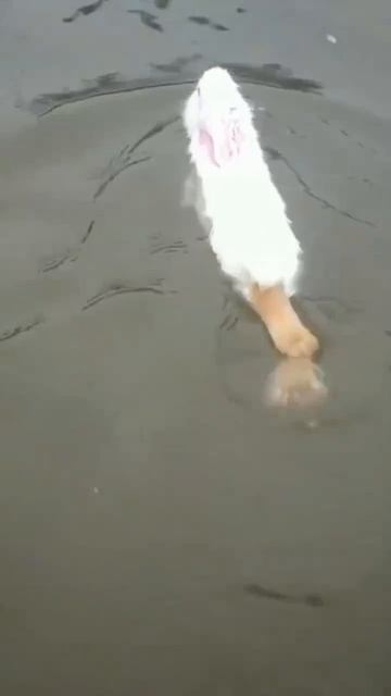 Зайцы - пловцы 🐇🤩🏊