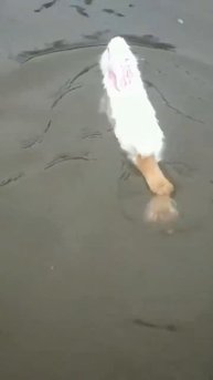 Зайцы - пловцы 🐇🤩🏊