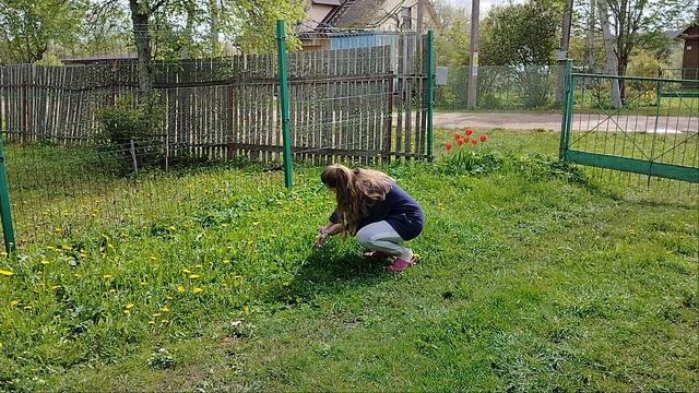 Собираю маргаритки!
