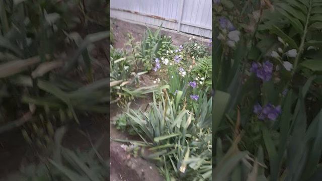 наш полисадник