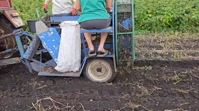 Самодельный картофелеуборочный комбайн. Сезон 2024 (пос