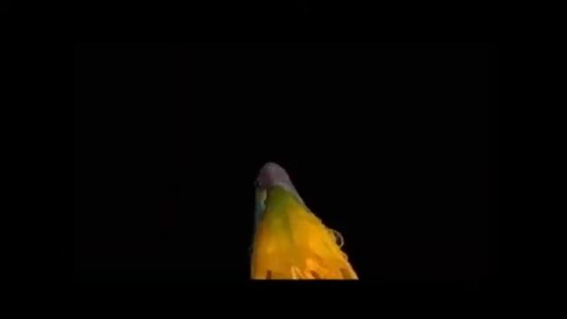 И цветы раскрываются на рассвете