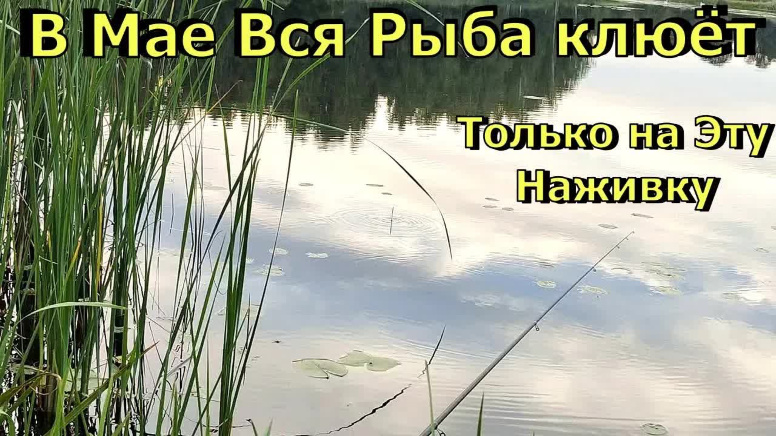 В МАЕ ТОЛЬКО НА ЭТО СУПЕР КЛЁВ всей рыбы: карась, сазан, лещ