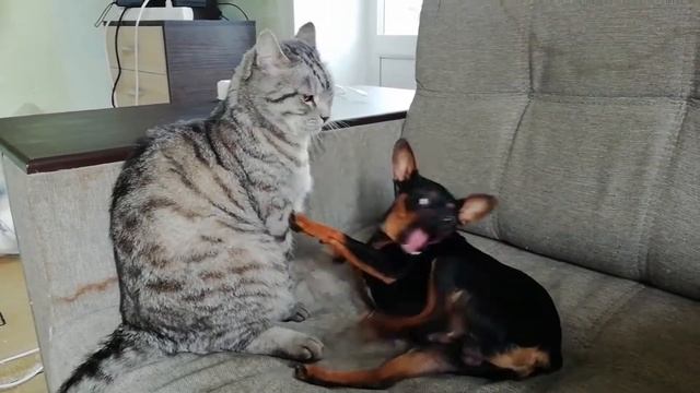 Ангельское терпение / Angel patience. cat and dog