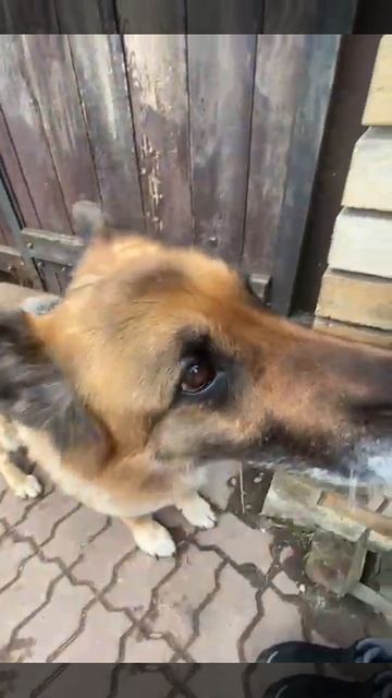 Собака моего дедушки (ей 11 лет😯)