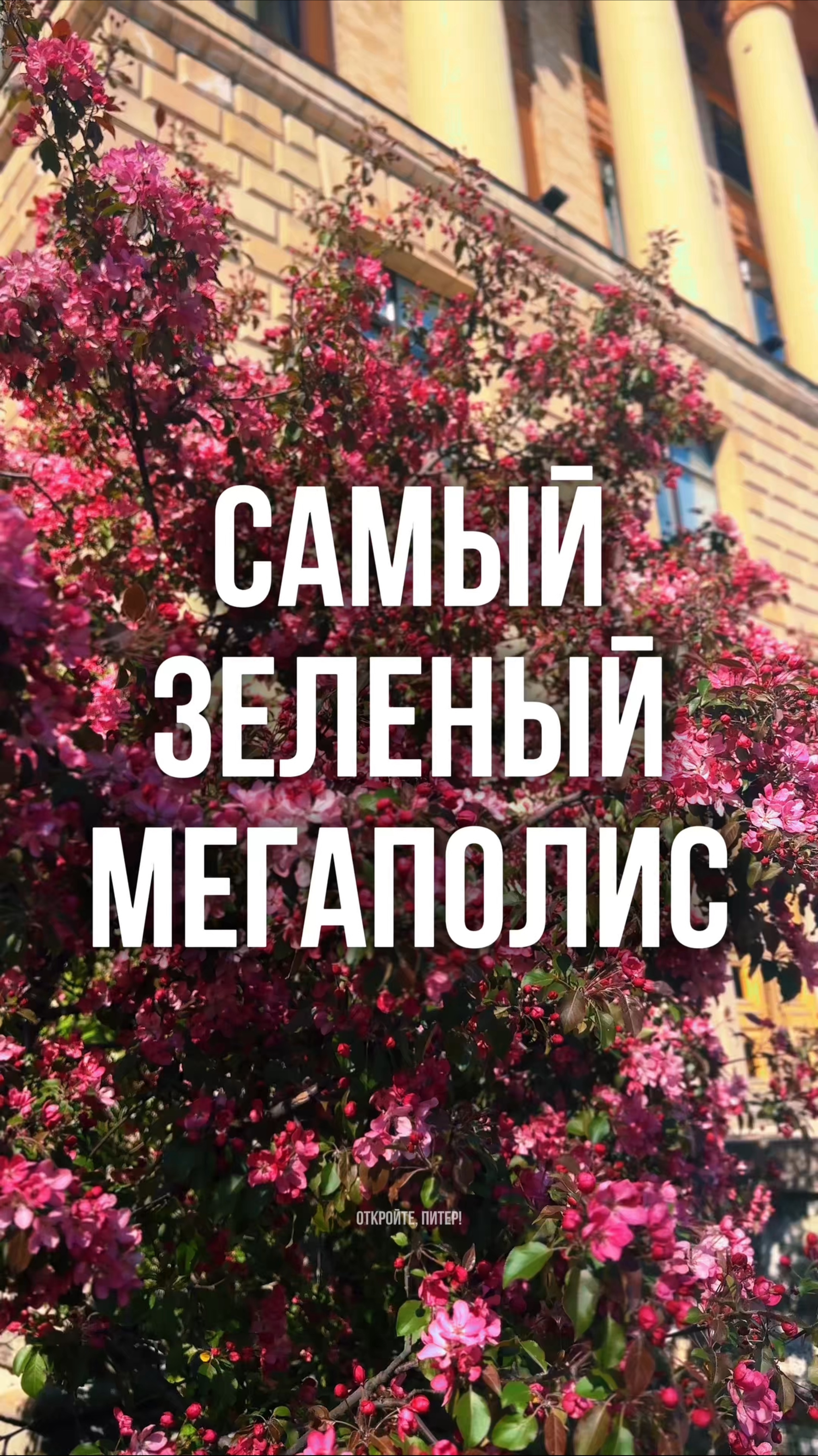 Яблони на улице Савушкина #держувкурсе