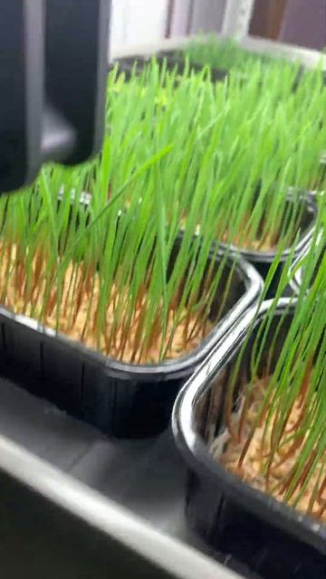 #microgreensathome МикроЗелень от СитиФермы GreensVOS