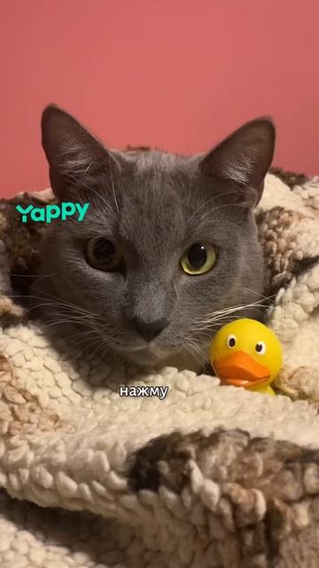 школа котиков
