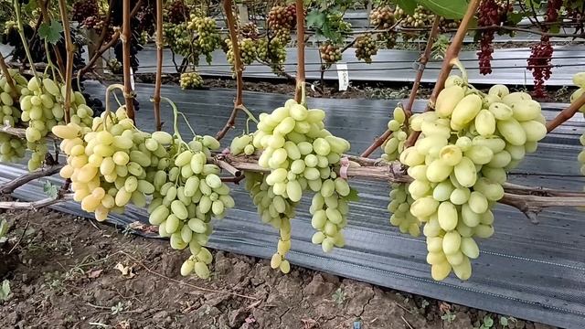 Виноград Блондо (Калугин В. М.) 13.08.24г.виноградник Корол