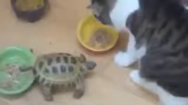 Прикольные кошки