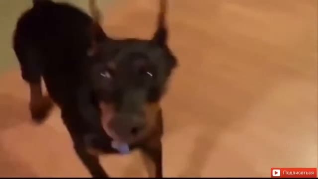 самое прикольное видео года