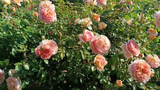 Восхитительная роза Abraham Darby. Непревзойденная классик?